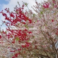カルトナージュ教室 ラフィネ